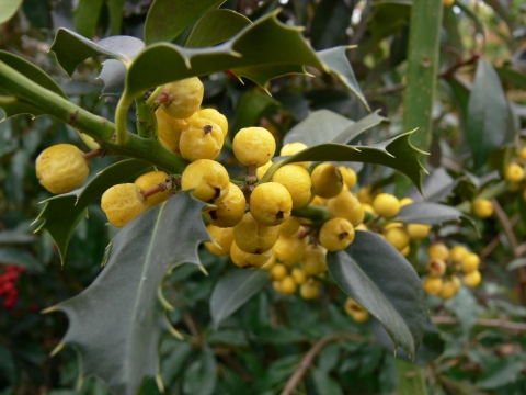 Ostrokrzew Meservy (Ilex meserveae) Golden Girl